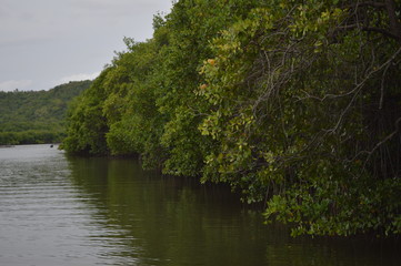vegeta&ccedil;&atilde;o  mangue 