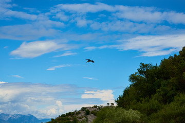 Fototapeta na wymiar flying bird on the background of clouds in the sky.