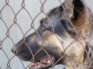 Dog behind the net. German shepherd On the protected object. Purebred dog in a cage looking...