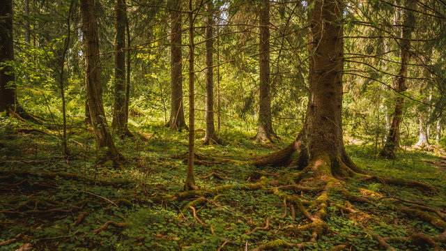 Gaj, zagajnik, puszcza, tree, oslo, norwegia, norge, norway, drzewo, drzewa, bory, busz, ostmarka, &Oslash;stmarka, skandynawia, scandinavia