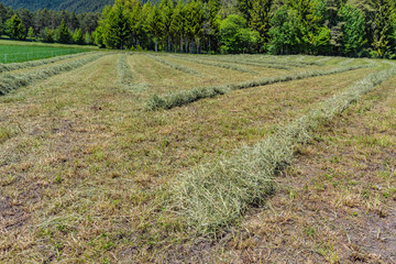 Fototapeta premium Heuschwaden