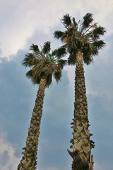 tall palm trees against the sky with clouds