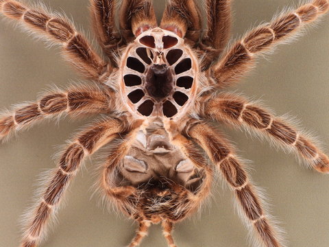 Vogelspinne H&auml;utung