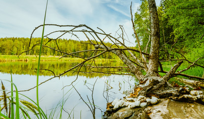 Nøklevann, noklevann, jezioro, oslo, norwegia, norge, norway, drzewo, woda, starorzecze, ostmarka, Østmarka, skandynawia, scandinavia