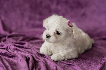 Maltese white puppies