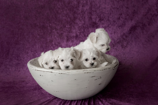 Maltese White Puppies