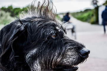 portrait of a dog