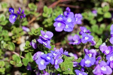 Turkish speedwell, Veronica liwanensis