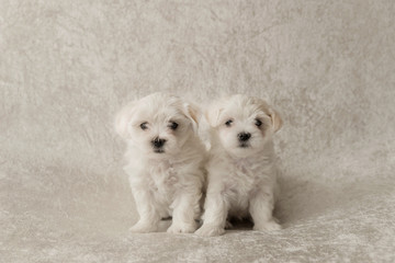 Maltese white puppies