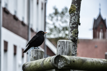 bird on feeder