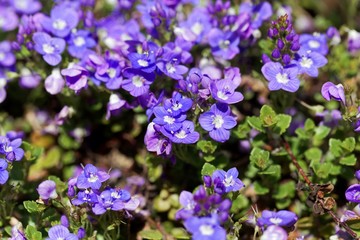 Turkish speedwell, Veronica liwanensis