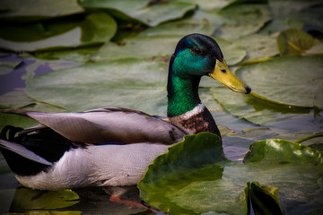 Fototapeta premium Portrait of bird in nature