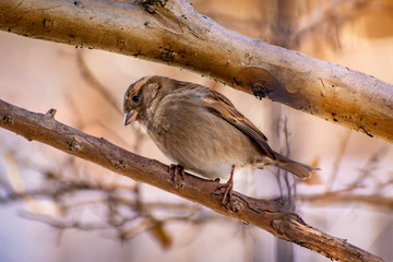 Gorrion (passer domesticus) city bird