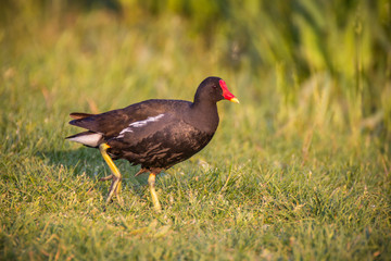 Portrait of bird in nature