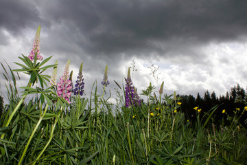 Blooming lupine flower close up against the background of a field and forest and a stormy dramatic sky.