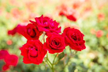 Red rose flower blooming in roses garden on background red roses flowers.