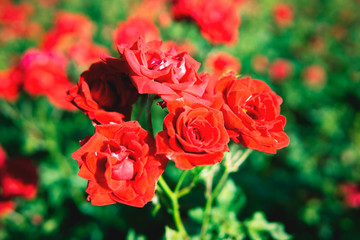 Red rose flower blooming in roses garden on background red roses flowers.