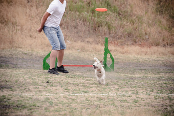 Dog frisbee sport competition