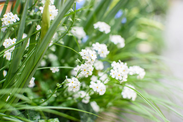 Lots of white small flowers.