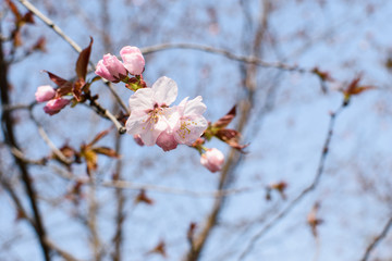 Pink flowers on a branch.