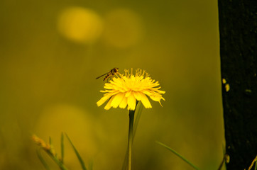 dandelion on a background