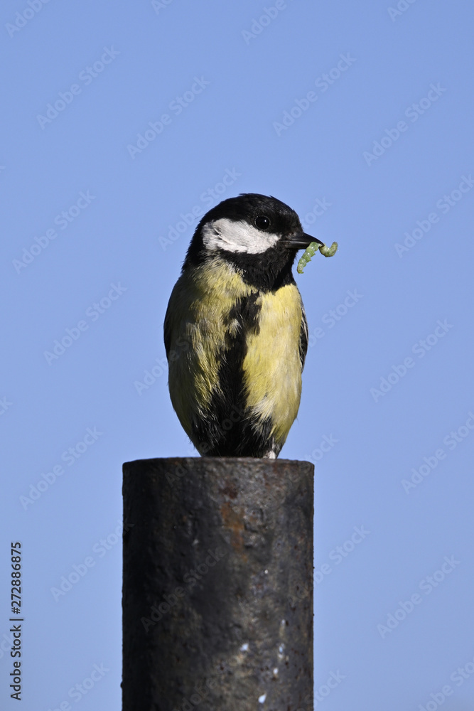 Sticker great tit on a black pillar with food in its beak.