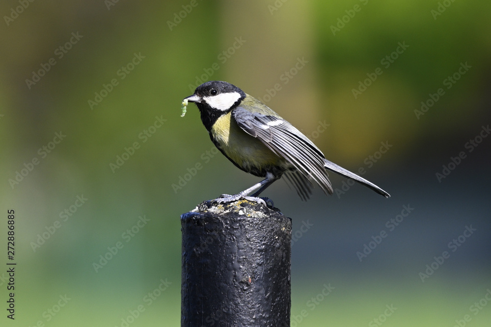 Sticker great tit on a black pillar with food in its beak.