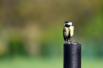 Great tit on a black pillar with food in its beak.