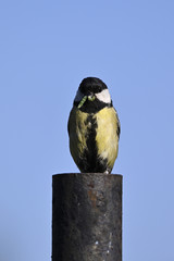 Great tit on a black pillar with food in its beak.