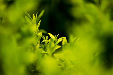 green leaves in spring