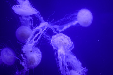 Many beautiful jellyfish in the aquarium.