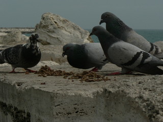 Portrait of bird in nature