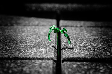 green