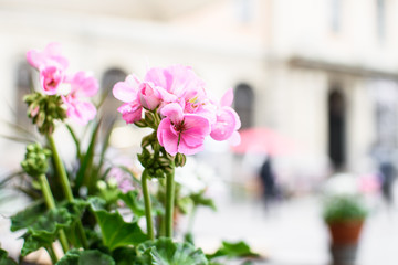 Pink geranium in the background of city.