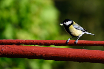 Great tit with food in its beak on top of fence gate.