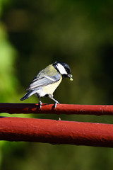 Great tit with food in its beak on top of fence gate.