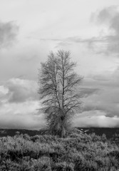 Black and white vertical photograph of single tree in fog