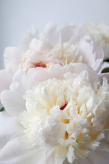 Peony flower. Close-up. Floral background for postcard, lettering, painting, wedding card, banner, flower shop