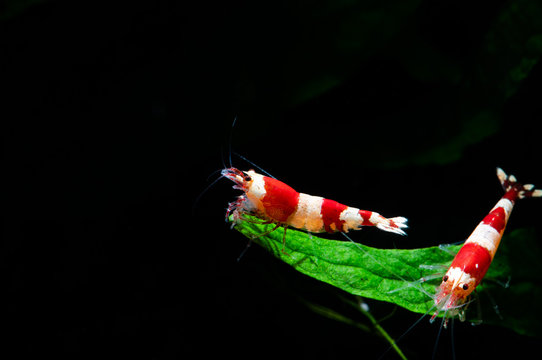 Caridina cantonesis crystal red shrimp eating pets hobby 