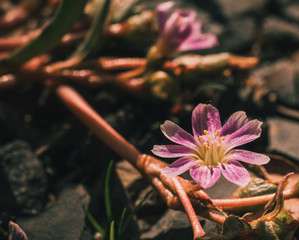 Kwiat kwiaty różowy różowe rozmycie bokeh © Dreamnordno