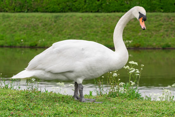 Swan on a green meadow