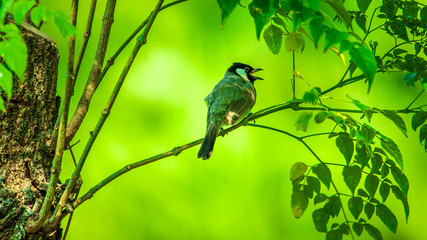 bird on a branch tree