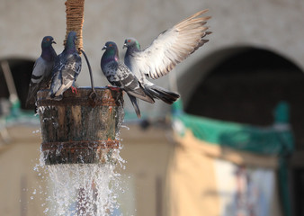 Fototapeta premium pigeon in flight