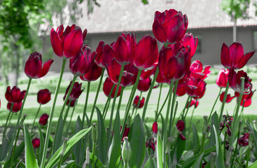 Tulipany rozmycie boked artystyczne  - obrazy, fototapety, plakaty