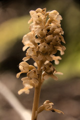 Neottia nidus-avis; Bird's-nest orchid in woods above Walenstadt, Swiss Alps