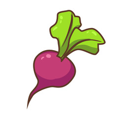 Vector illustration of beetroot isolated on white background