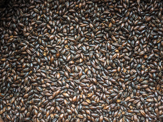 Dried and roasted Barley Malt for brewing beer.