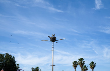 Stork nest on the street lamp in Faro, Portugal