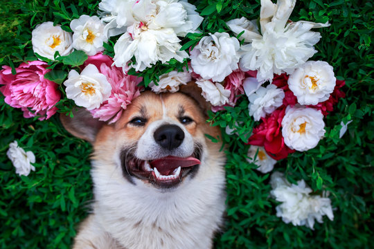 portrait of a cute puppy dog ​​corgi lies on a green meadow surrounded by lush grass and flowers of pink fragrant peonies and b spruce roses and happily smiling sticking his tongue out