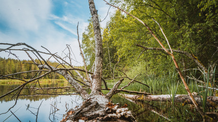 Nøklevann, noklevann, jezioro, oslo, norwegia, norge, norway, drzewo, woda, starorzecze, ostmarka, Østmarka, skandynawia, scandinavia